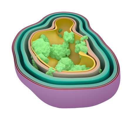 Cross Section Of An Infected Cell. Bacteria Spread Inside A Cell. Infection And Immunodeficiency Conceptの写真素材