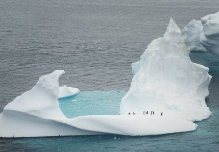 Gentoo Penguins On A Small Iceberg In Antarcticaの写真素材