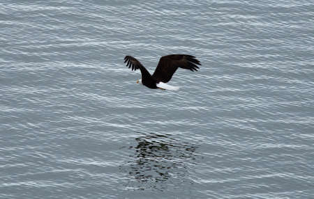 Bald Eagle In Flight Above Seaの写真素材