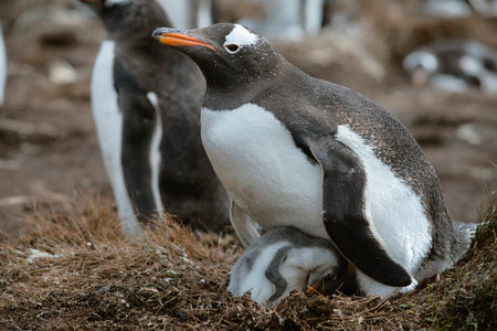 Gentoo penguin (Pygoscelis papua) and Baby, Volunteer Point, Falkland Islandsの写真素材