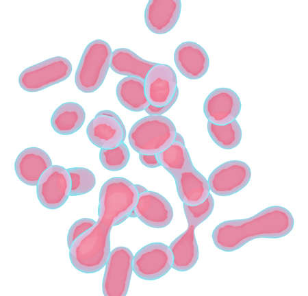 Pink cells on white