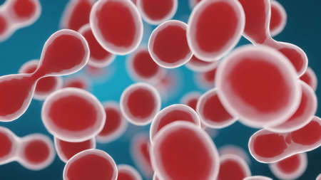 Cellular Division Under Microscope. Mitosis, The Process Of Cell Division And Multiplication....