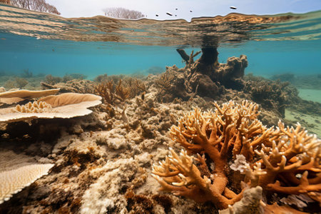 An underwater view capturing the alarming state of coral bleaching within a once-thriving reefの素材