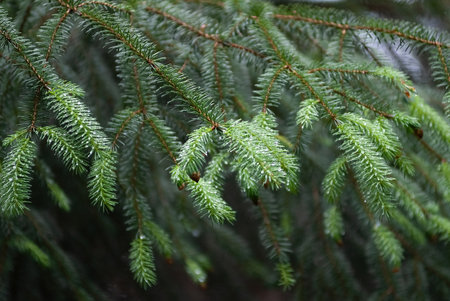 Close-up of fresh raindrops glistening on the needles of an evergreen treeの写真素材