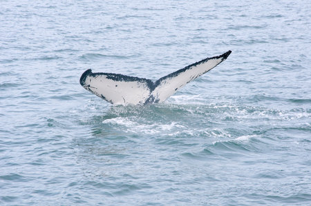 The tail fin of a humpback whale emerges above the ocean's surfaceの写真素材
