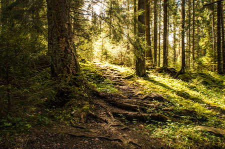 magic forest lightの写真素材