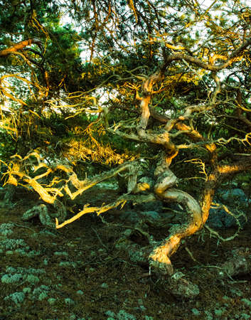 Tree fireの写真素材