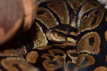 python