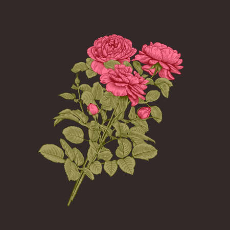 Vintage bouquet with roses. Floral vector illustration. Dark background.のイラスト素材