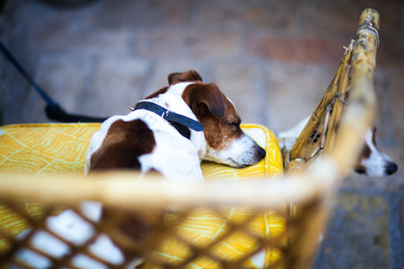Dog sleeping on a yellow chair in Italyの写真素材