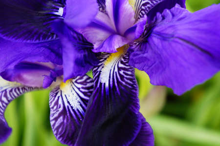 Amazing purple flower from Canary Islandsの写真素材