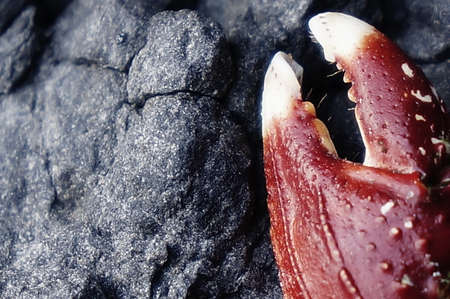 Cool background with crab from Canary Islandsの写真素材