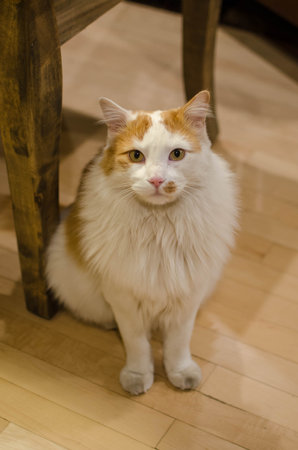 Large Orange and White Cat. High quality photoの写真素材