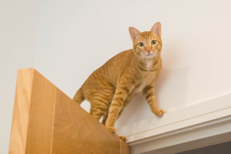 Orange cat sitting on a door looking at camera. High quality photoの写真素材