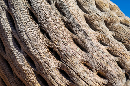 Close up of a dead, dried up, perforated skeleton wood of a Argentine saguaro cacti.の写真素材
