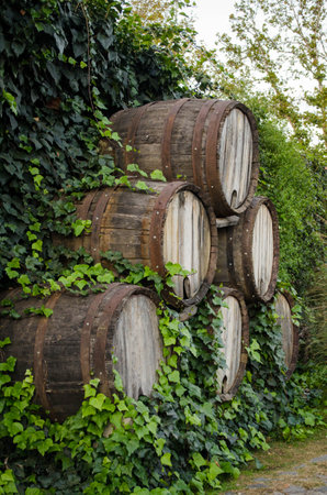 Pyramid of Wine barrels covered in Ivy.の写真素材