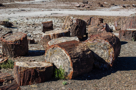 Petrified logs in the Painted desert and Petrified Forest National Park, Arizona, USA.の写真素材