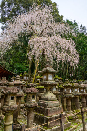 Stone lanterns, weathered by time, stand under a weeping cherry tree in full bloom at Kasugataisha Shrine in Nara, Japan. These lanterns, some centuries old, are offerings to the shrine.の写真素材