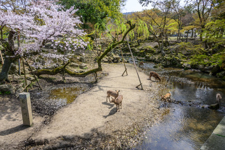 Wild deer roam freely in Nara Park, Japan, a historic area known for its ancient temples and friendly deer. The image shows deer near a stream under blossoming cherry treesの写真素材