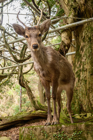 A young sika deer stands on a mosscovered stone, near ancient stone lanterns within Nara Park, Japan. These deer are considered sacred messengers of the gods in Shinto beliefs.の写真素材