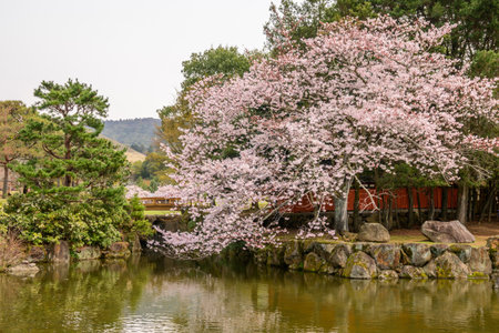 A picturesque scene of blooming cherry blossoms beside a tranquil pond in Nara Park, Japan. The iconic spring blossoms frame a wooden bridge, showcasing the beauty of Japanese natureの写真素材
