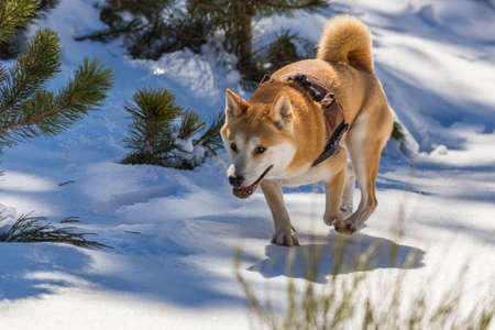 A Shiba Inu dog running over the snow with a pine cone in his mouthの写真素材