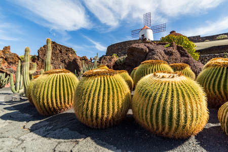 Some cactus and a windmill on the top of the hill in a cactus garden in Lanzarote, Spainの写真素材