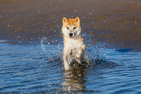 A beautiful dog jumping inside the water in the beach and splashingの写真素材