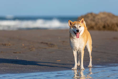 A beautiful dog showing his tongue while standing in the shore of the beachの写真素材