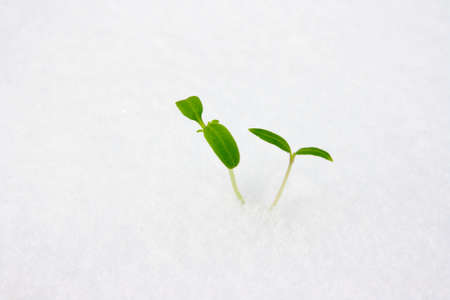Young plant rushing through the snow - springの写真素材