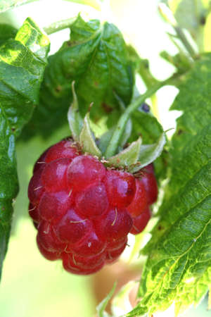 Single ripe red raspberry on plant