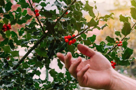 Man's hand catching Holly, ivy and mistletoe Green Christmas and winter background....