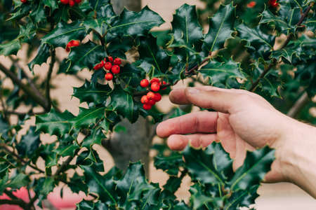 Man's hand catching Holly, ivy and mistletoe Green Christmas and winter background....