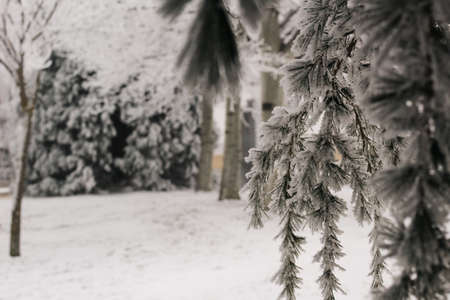 Branches in frost and snow in winter. Frozen tree, concept frost, temporary, winter, coldの写真素材
