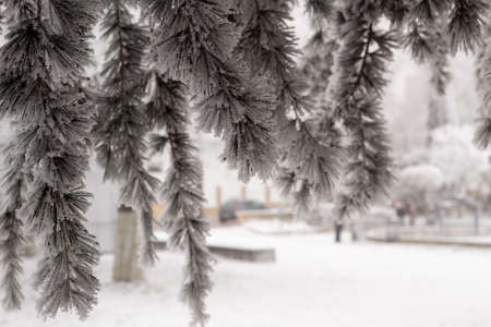Branches in frost and snow in winter. Frozen tree, concept frost, temporary, winter, cold