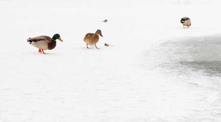 Selective focus on the group of wild ducks on the ice on the shores of a frozen lake. White copy space.の写真素材