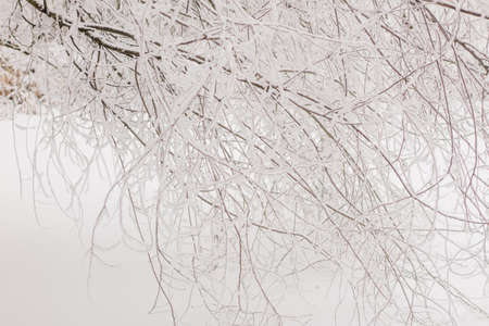 Branches in frost and snow in winter. Frozen tree, concept frost, temporary, winter, coldの写真素材
