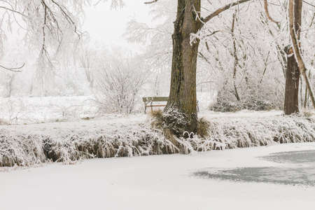 landscape of a frozen lake in winter in a forest with trees and snow. with white copy space.の写真素材