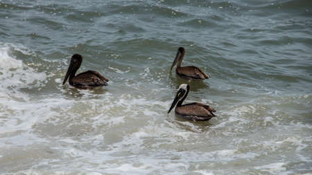 Pelicans in the sea of the pacific oceanの写真素材