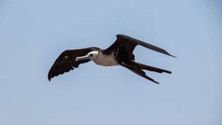Seagulls and birds flying at the seashoreの写真素材