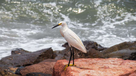 Heron stops at the seashore in the pacific oceanの写真素材