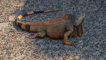 Iguana on the seashore in Puerto Vallartaの写真素材