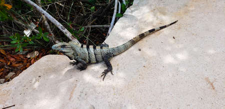 Iguanas walking on the beaches of Cancunの写真素材