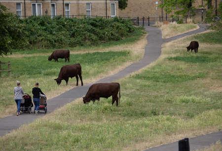Cows mowing in Cambridge mowing Grass