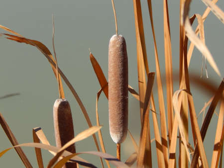 Cattail plant over a riverの写真素材