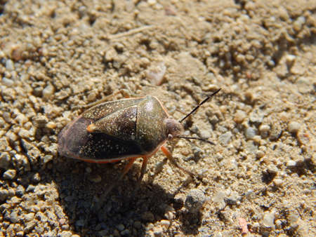 Squash bug wondering the desert