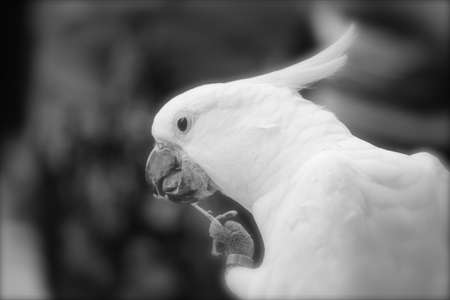 White Parrotの写真素材