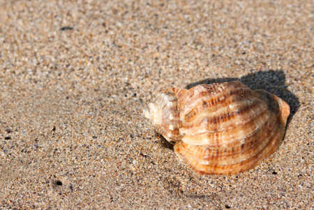 Whelk on the beach in sunrise