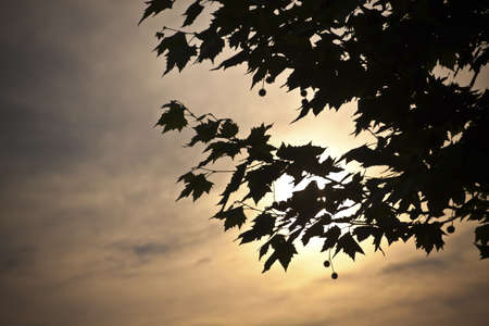 sunset through the branches of a tree