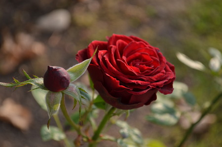 Red rose and bud with green leavesの写真素材